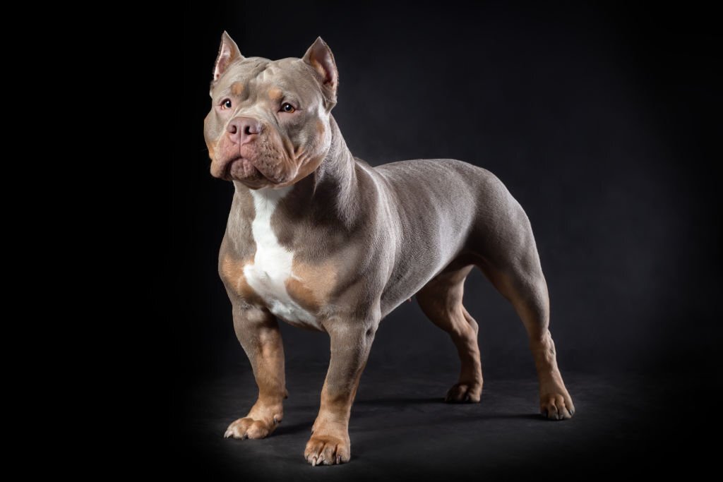 What Do Tri Bully Dog Look Like